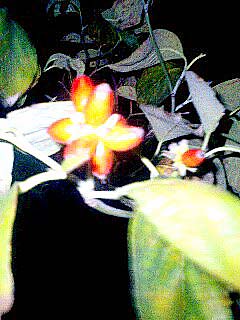 夜の花水木