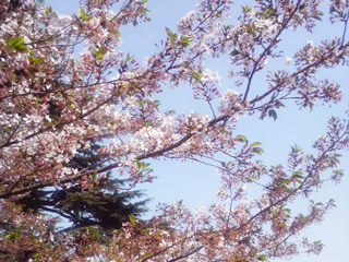 東京の最後の桜