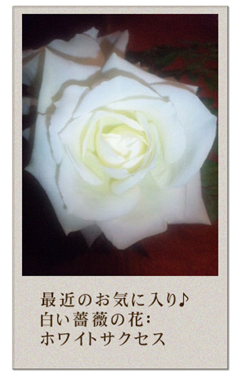 白い薔薇　ホワイトサクセス